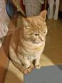 Рыжее солнышко Арсений, чудесный домашний котик в добрые руки